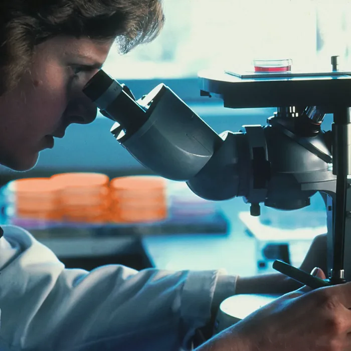 Researcher examining samples through a microscope in a laboratory